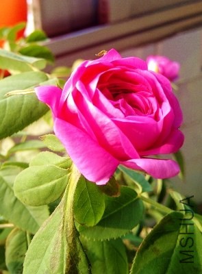 IMG-20131205-00574 (295x400).jpg