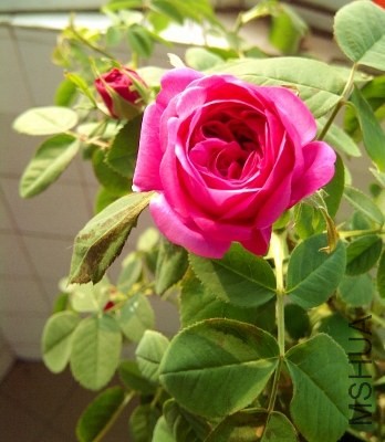 IMG-20131205-00572 (348x400).jpg