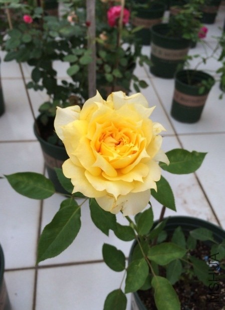 QQ��ͼ20131206134354.jpg