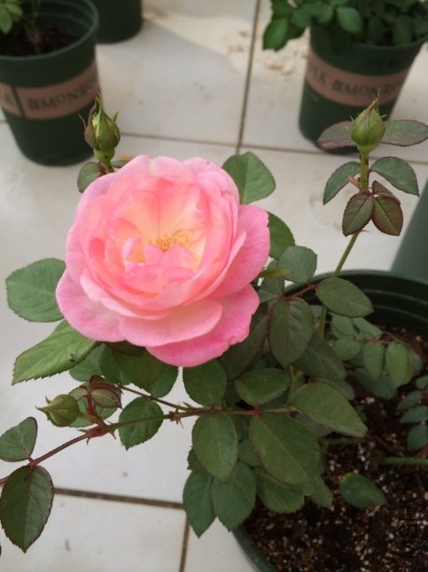 QQ��ͼ20131206130359.jpg