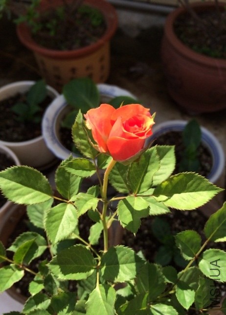 QQ��ͼ20131206134305.jpg