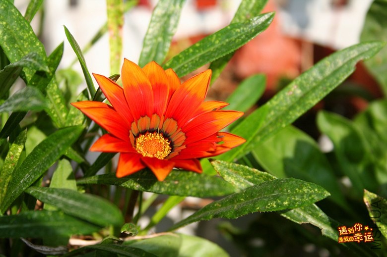 ��Ƭ 115_����.jpg