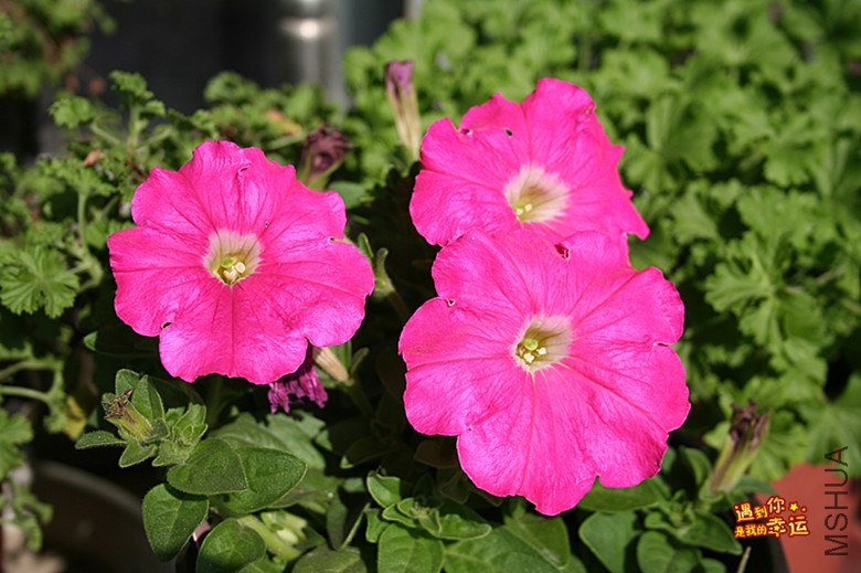 ��Ƭ 037_����.jpg