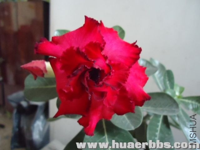 120533qhrv0h66nwmkpnhr.jpg