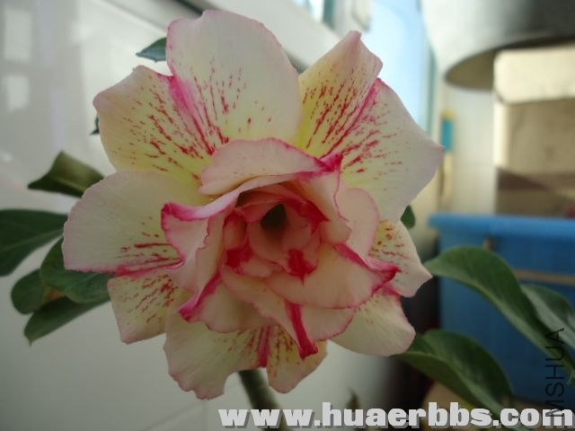 130957aa8hhdeyb4gbphak.jpg