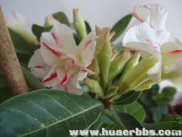 230206fkmmj9x4nnp3wg43.jpg