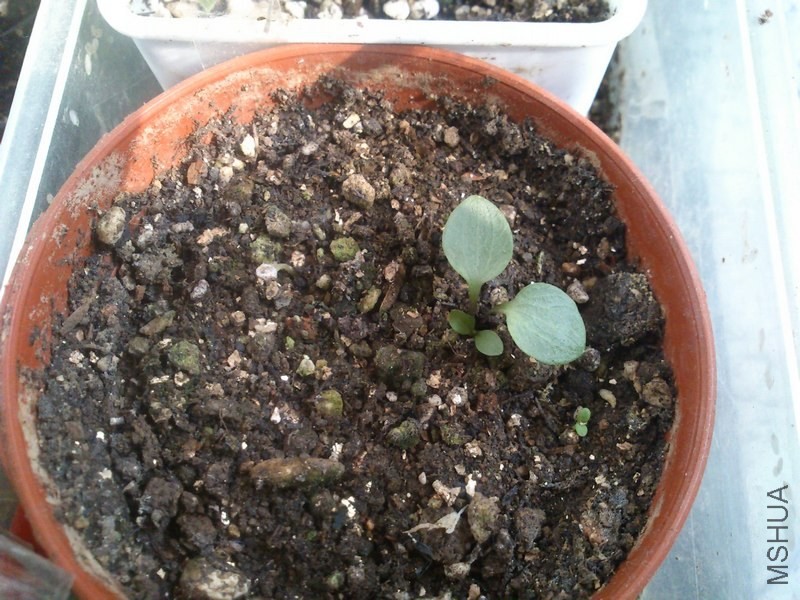 ��ĩժ���������ӣ�Ʒ�ֲ�֪