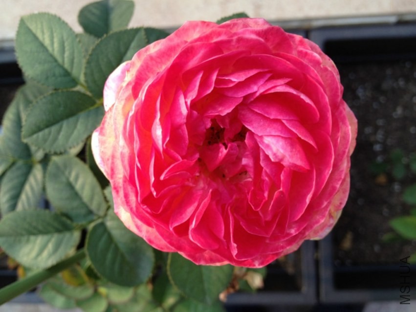 psb1_����.jpg