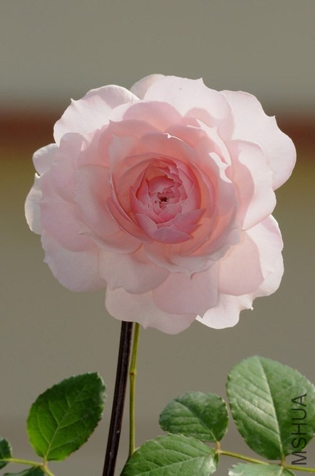 DSC_0953.JPG