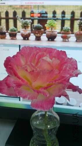 sIMG20131207205855.jpg
