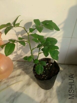 QQͼƬ20131207211908.jpg