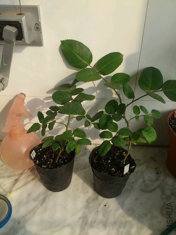 QQͼƬ20131207211914.jpg