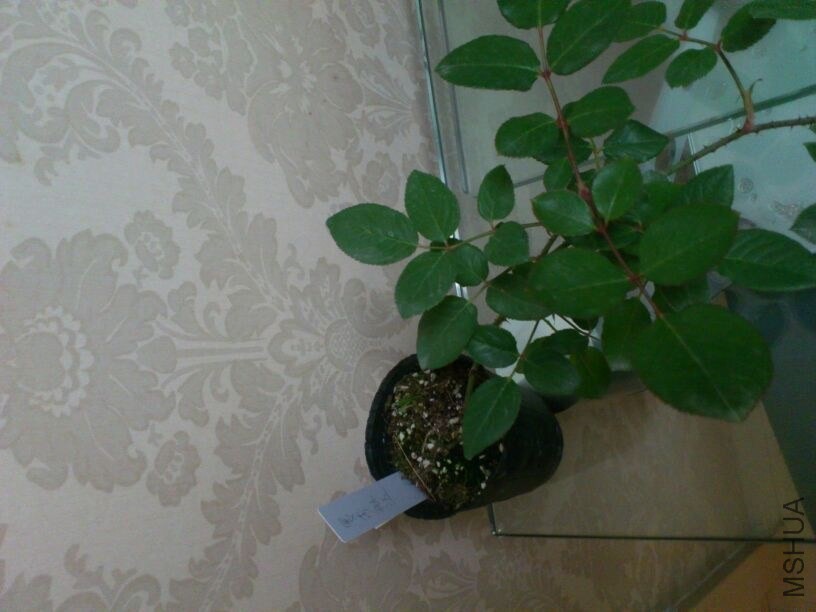 QQͼƬ20131207211919.jpg