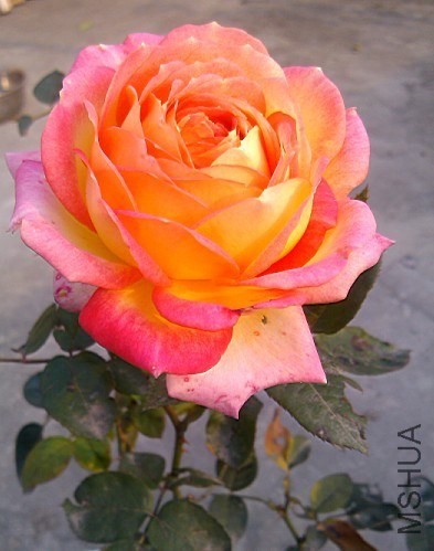 QQͼƬ20131207213032.jpg