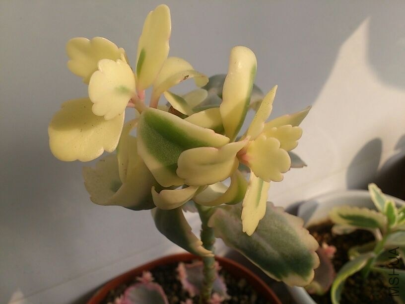 QQͼƬ20131207214700.jpg