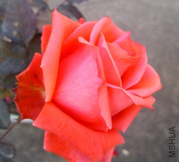 QQͼƬ20131207213113.jpg