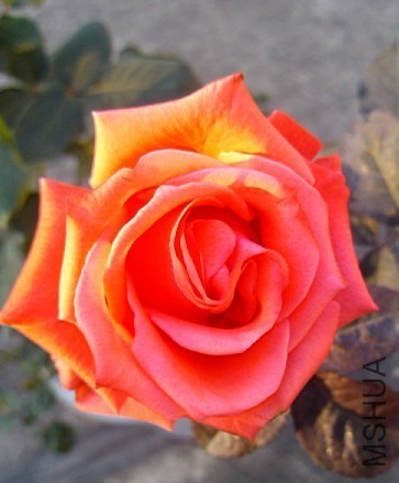 QQͼƬ20131207213119.jpg