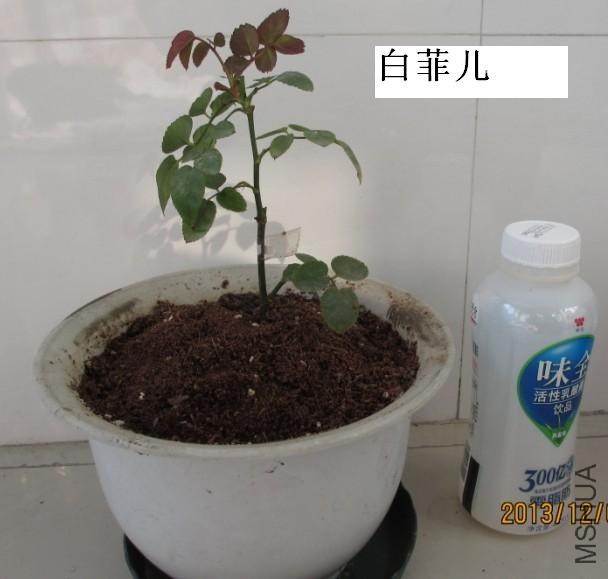 QQͼƬ20131208124621.jpg