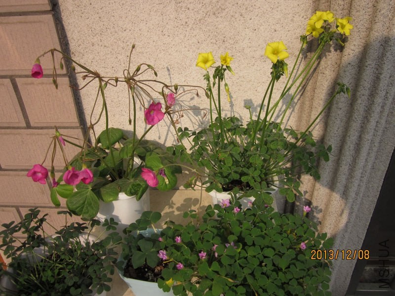 bbsIMG_2870.jpg