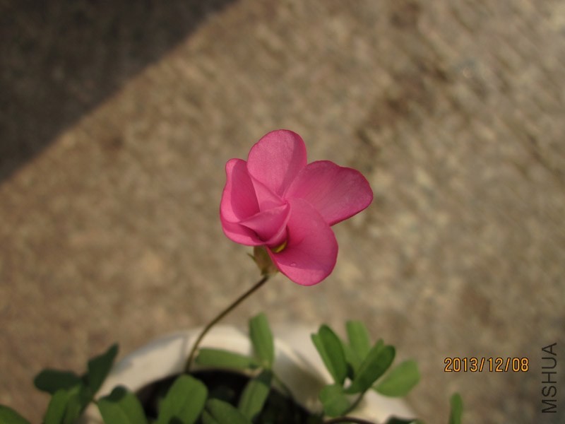 bbsIMG_2862.jpg