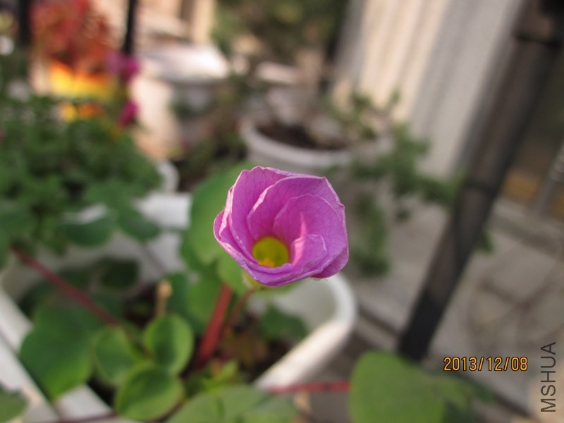 bbsIMG_2868.jpg