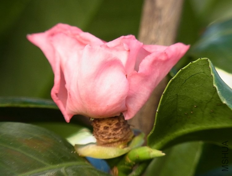 �@Ҳ�����.�����ѵ������ĵ�С����߀��߀�����_����.�@�N��r�����F�ڶ໨���ȫ�İ껨