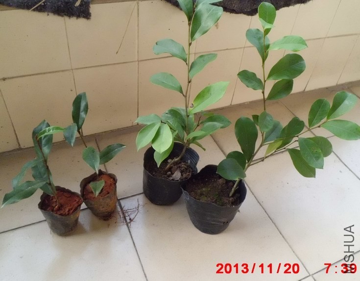 ׼�����磨�������Ϊī�ϣ�
