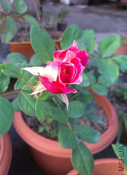 IMAG1407.jpg