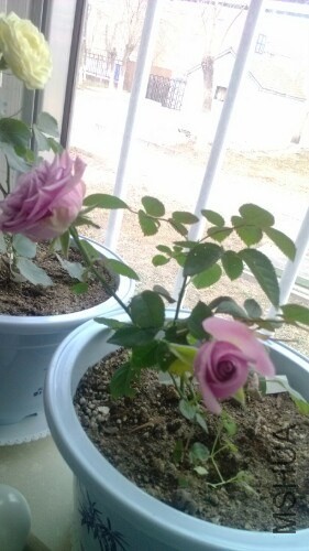 IMG20131209091019.jpg