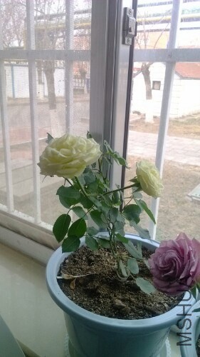 IMG20131209091055.jpg