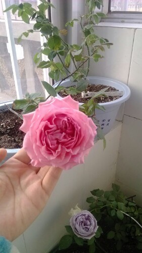 IMG20131209091116.jpg