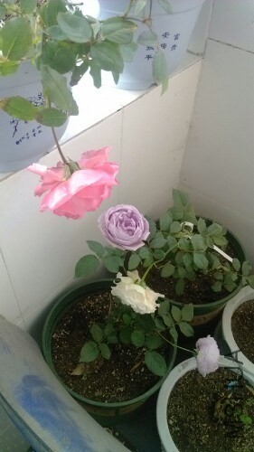 IMG20131209093044.jpg