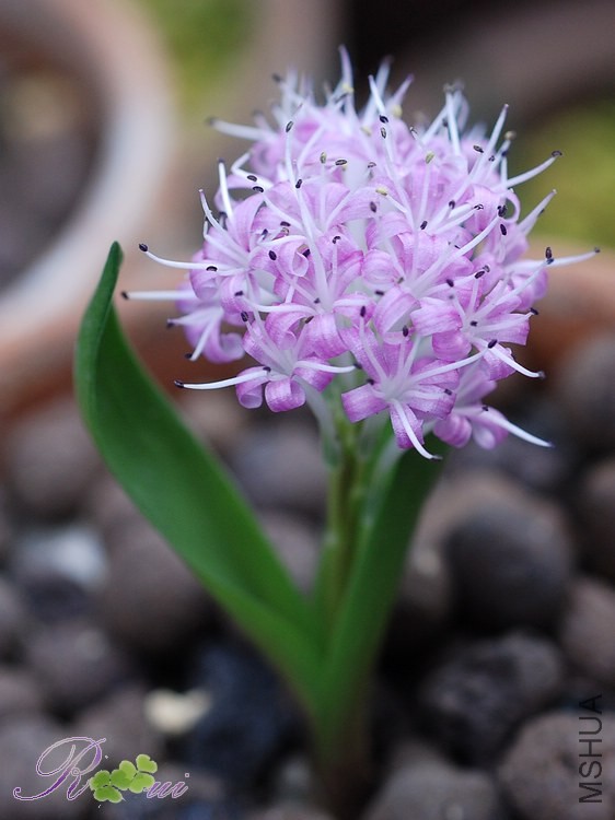 Polyxena Pink Pompon��