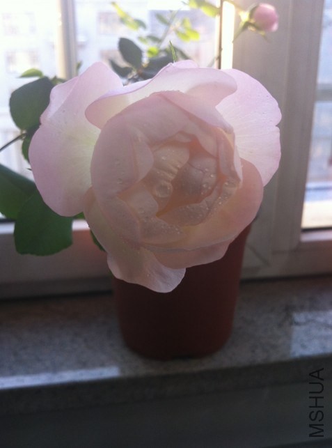 ��ݮ���ʱ�