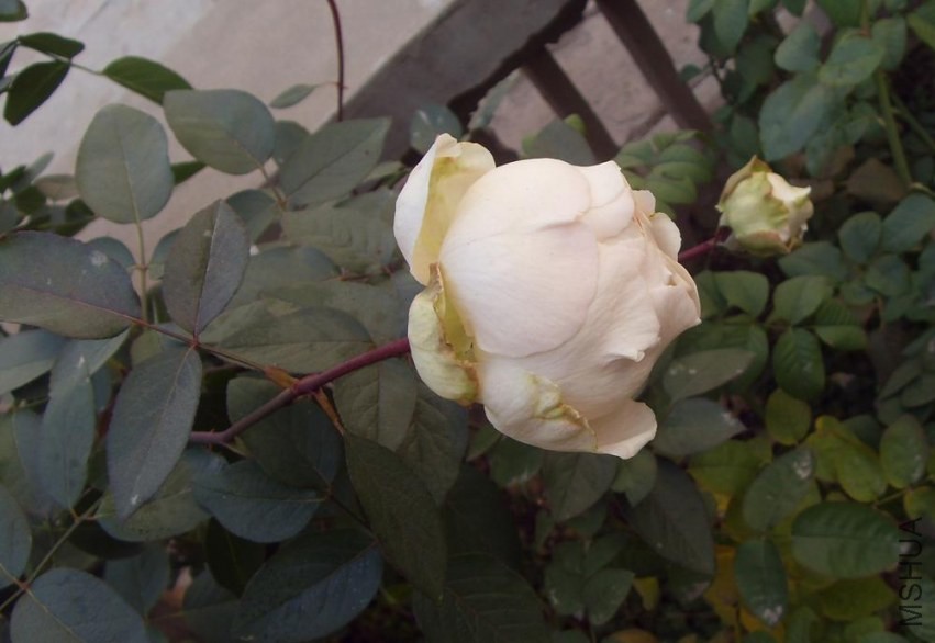 SDC15134.JPG