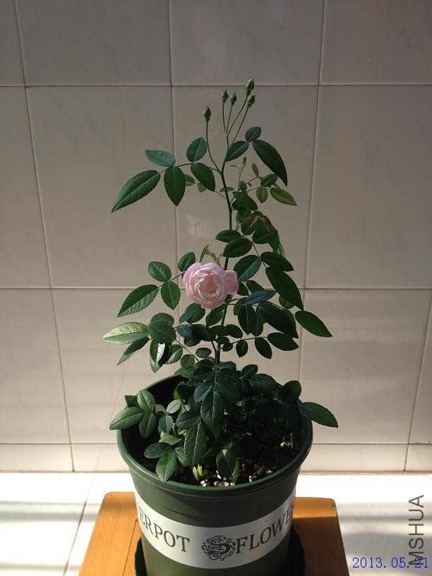 �ۿ� 2013.05.21(3).JPG