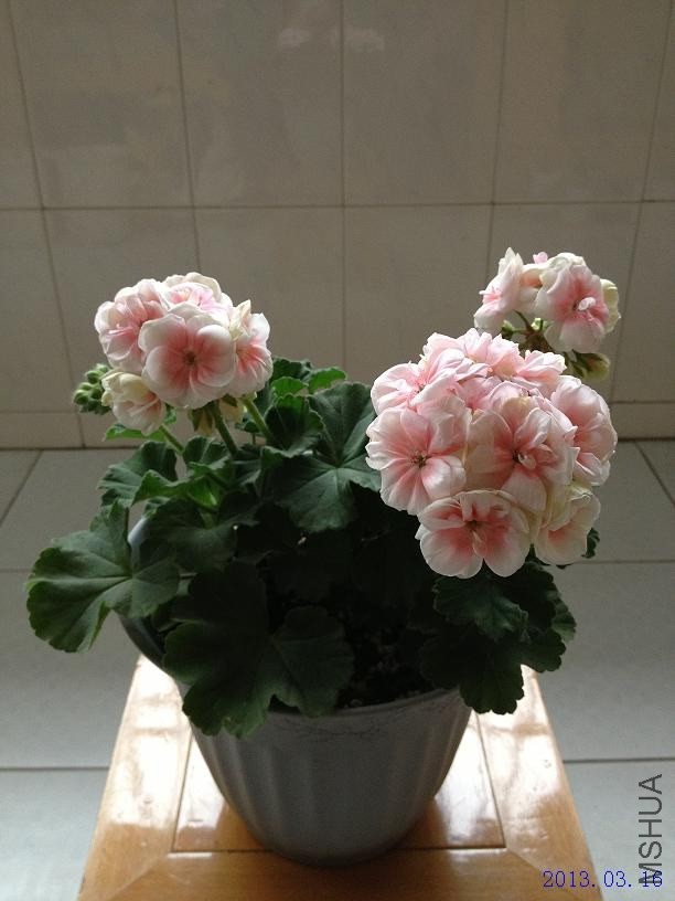 ���� 2013.03.16(1).JPG