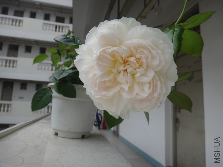 ����������(bolero)3 of xjj880314.jpg