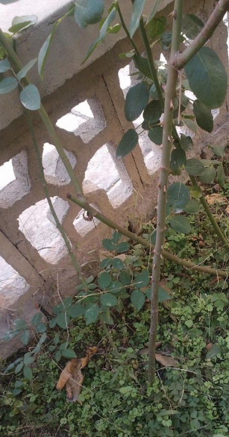 IMG20131204124613.jpg