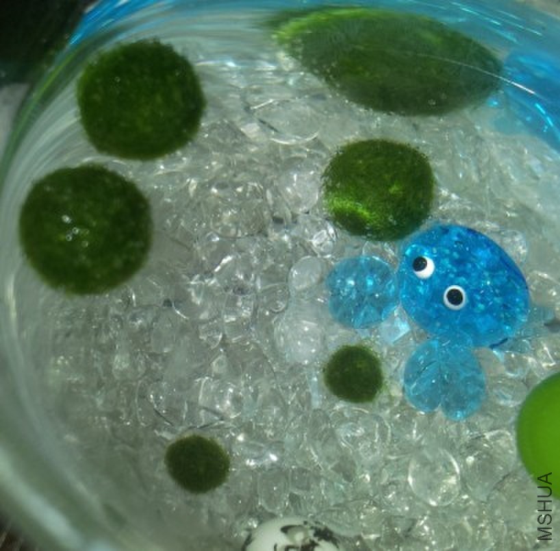 marimo.jpg