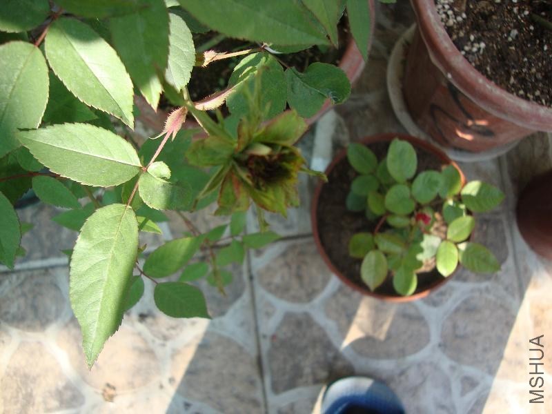 DSC03142.JPG