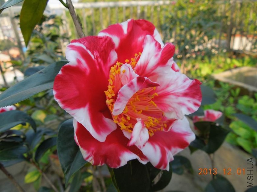 ������С DSCN0185.JPG