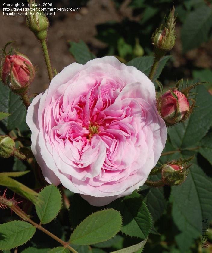 ����Ů��1.jpg
