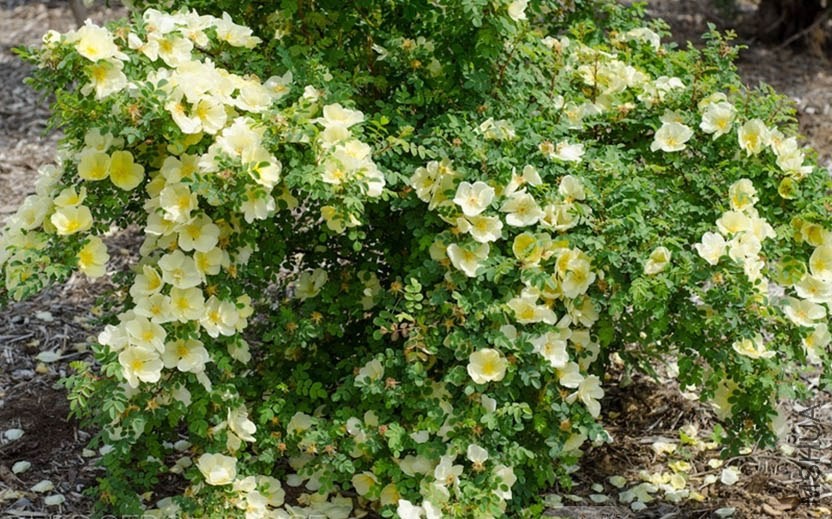 Father Hugo's Rose 2.jpg