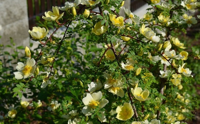 Father Hugo's Rose 3.jpg