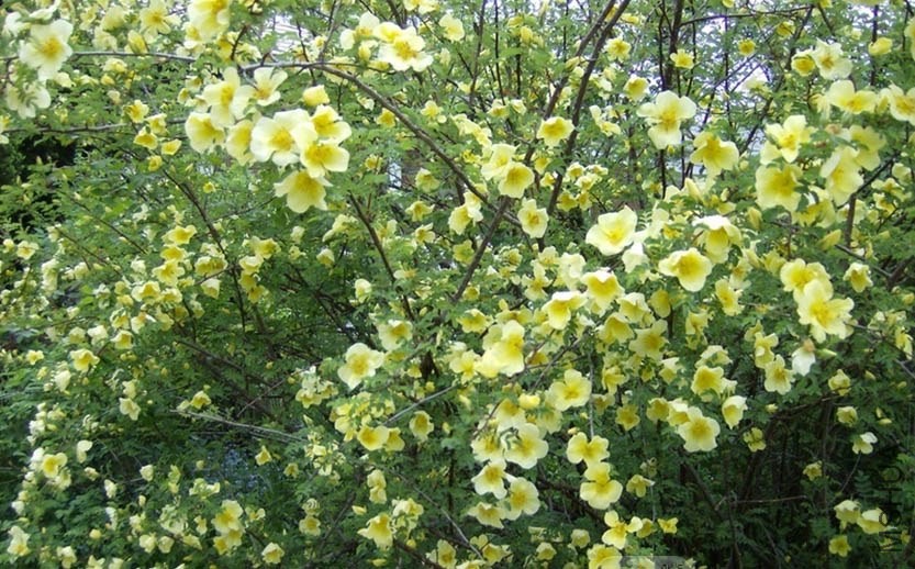 Father Hugo's Rose 6.jpg