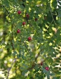 Father Hugo's Rose(Rosa hugonis) hagebutten.jpg