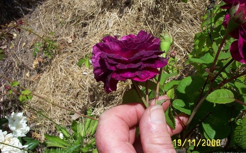 Hippolyte 5f.jpg