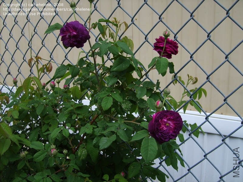 Hippolyte 61f.jpg
