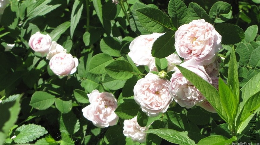 Duchesse de Montebello'.jpg